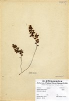 藏品(鐵線蕨)的圖片